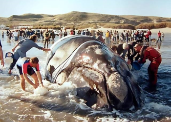 25 de septiembre: Dia Nacional de la Ballena azul