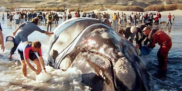 25 de septiembre: Dia Nacional de la Ballena azul