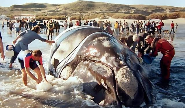 25 de septiembre: Dia Nacional de la Ballena azul