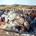 25 de septiembre: Dia Nacional de la Ballena azul