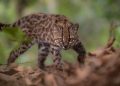Por primera vez en un siglo, descubren una nueva especie de felino silvestre