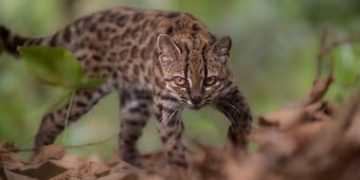 Por primera vez en un siglo, descubren una nueva especie de felino silvestre
