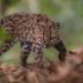 Por primera vez en un siglo, descubren una nueva especie de felino silvestre