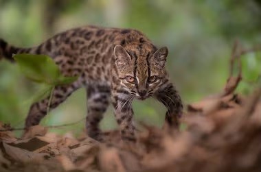Por primera vez en un siglo, descubren una nueva especie de felino silvestre