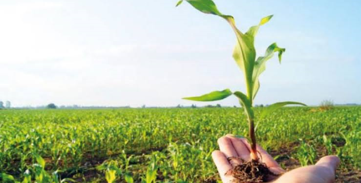 Día del Agricultor: Homenaje al esfuerzo, el arraigo y el desarrollo de nuestra tierra