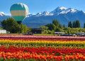 Ni en Holanda ni en Europa: el rincón secreto de la Patagonia donde van a florecer 2 millones de tulipanes
