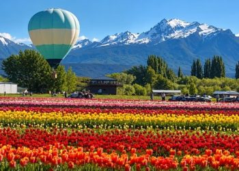 Ni en Holanda ni en Europa: el rincón secreto de la Patagonia donde van a florecer 2 millones de tulipanes