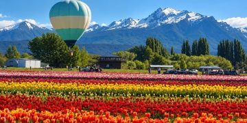 Ni en Holanda ni en Europa: el rincón secreto de la Patagonia donde van a florecer 2 millones de tulipanes