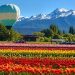 Ni en Holanda ni en Europa: el rincón secreto de la Patagonia donde van a florecer 2 millones de tulipanes
