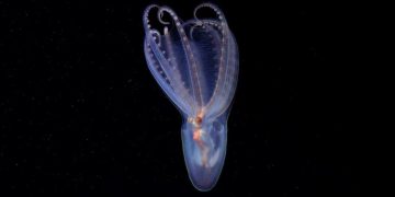 El hallazgo del CONICET en el cañón submarino de Mar del Plata: descubrieron 57 especies nuevas a 3.900 metros de profundidad