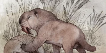 Descubren en Argentina un depredador de dientes de sable de 100 kilos que se creía extinguido mucho antes