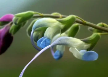 Científicos descubren una flor celeste y blanca y la bautizan como “Salvia Messii”