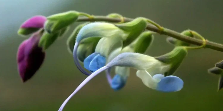 Científicos descubren una flor celeste y blanca y la bautizan como “Salvia Messii”