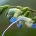 Científicos descubren una flor celeste y blanca y la bautizan como “Salvia Messii”