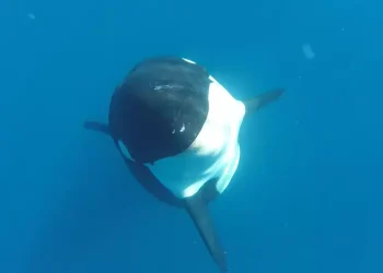 Una orca que come delfines, ballenas y rayas en el Pacífico mexicano sería un nuevo descubrimiento para la ciencia