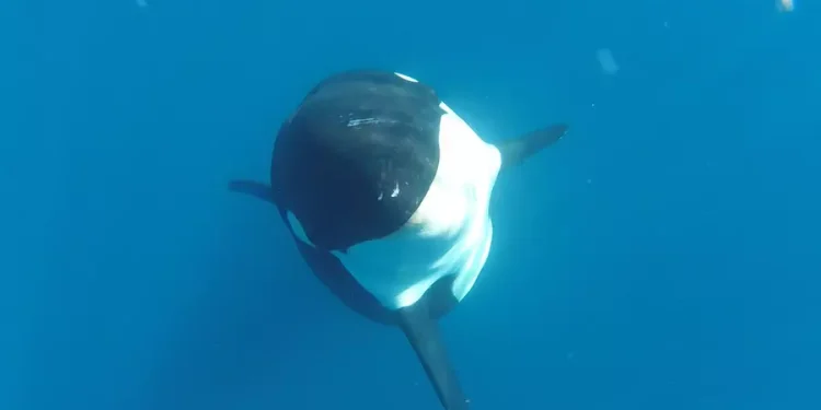 Una orca que come delfines, ballenas y rayas en el Pacífico mexicano sería un nuevo descubrimiento para la ciencia