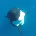 Una orca que come delfines, ballenas y rayas en el Pacífico mexicano sería un nuevo descubrimiento para la ciencia