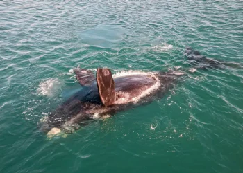 La muerte masiva de crías de ballena en Argentina desconcierta a los investigadores