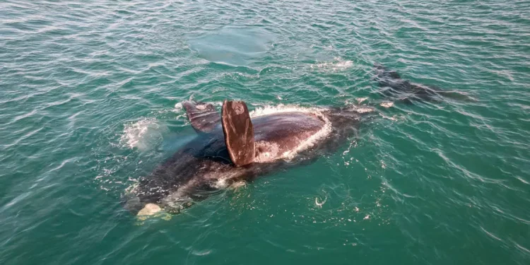 La muerte masiva de crías de ballena en Argentina desconcierta a los investigadores