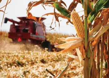 La cosecha de maíz en Estados Unidos avanza al 33% y presiona los precios, mientras Argentina acelera la siembra