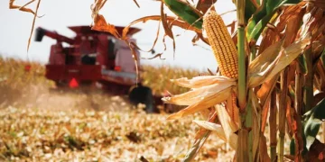 La cosecha de maíz en Estados Unidos avanza al 33% y presiona los precios, mientras Argentina acelera la siembra