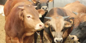 Qué sabemos del virus shamonda, que afecta al ganado y contagió por primera vez a un ser humano