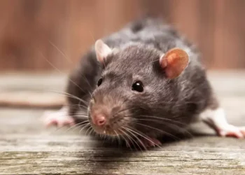 Fiebre Hemorrágica Argentina: se notificaron 22 casos confirmados