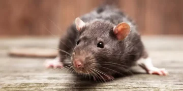 Fiebre Hemorrágica Argentina: se notificaron 22 casos confirmados