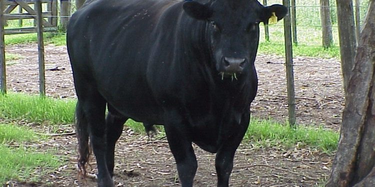 El Ministerio de Desarrollo Agrario recuerda la importancia del testeo de enfermedades venéreas en bovinos 